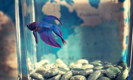 Pet Express Announce the Arrival of New Fish Accessories