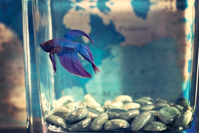 Pet Express Announce the Arrival of New Fish Accessories