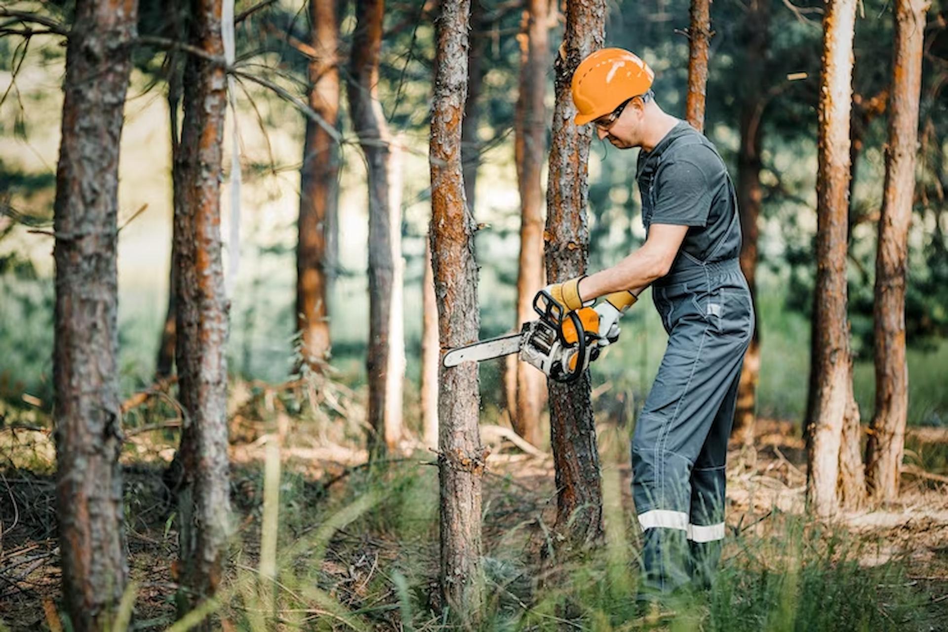 How Can a Tree Survey Be Beneficial?